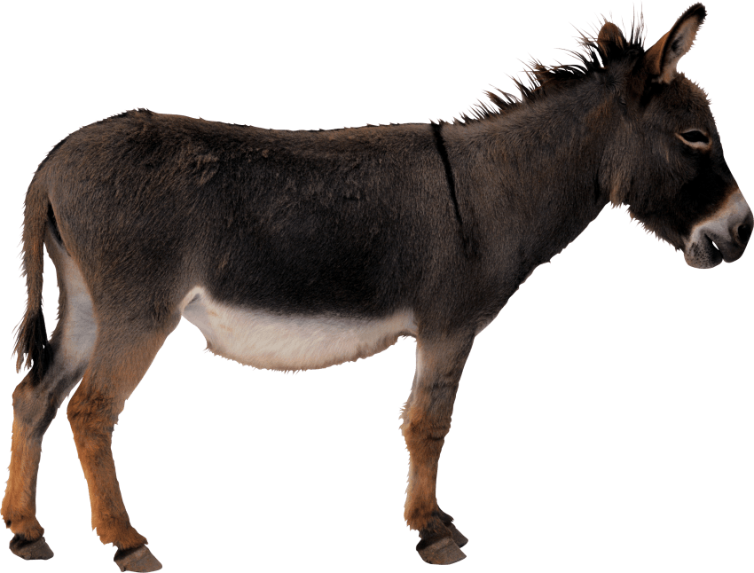 Free Png Donkey Png Images Transparent - Donkey Transparent (850x646), Png Download