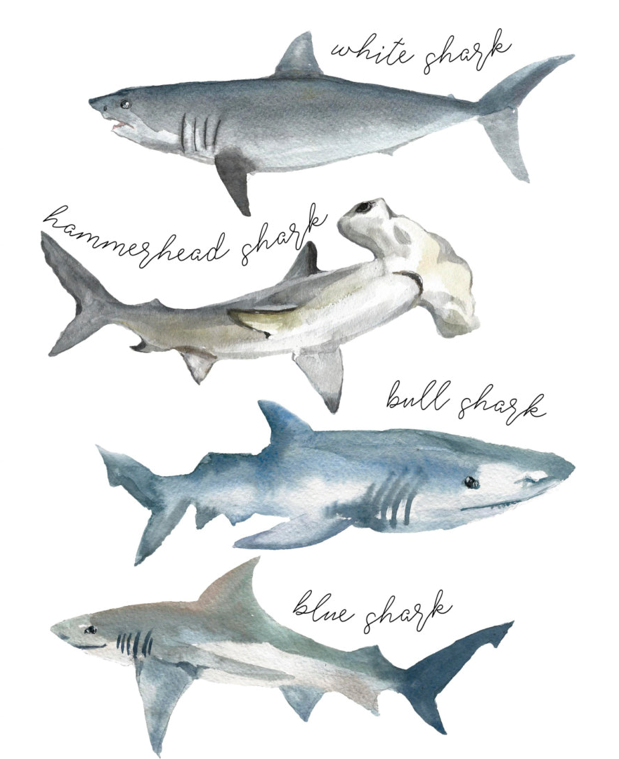 Tshirt Shark Watercolor - Shark Print (880x1095), Png Download