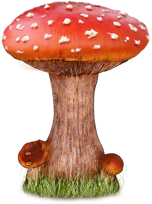 Mushroom Png File - Mushroom Png (1024x1024), Png Download