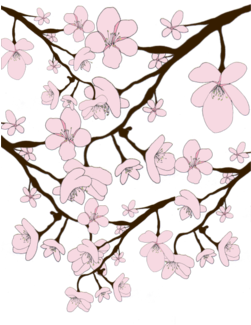 Drawn Cherry Blossom Transparent - Portable Network Graphics (674x518), Png Download