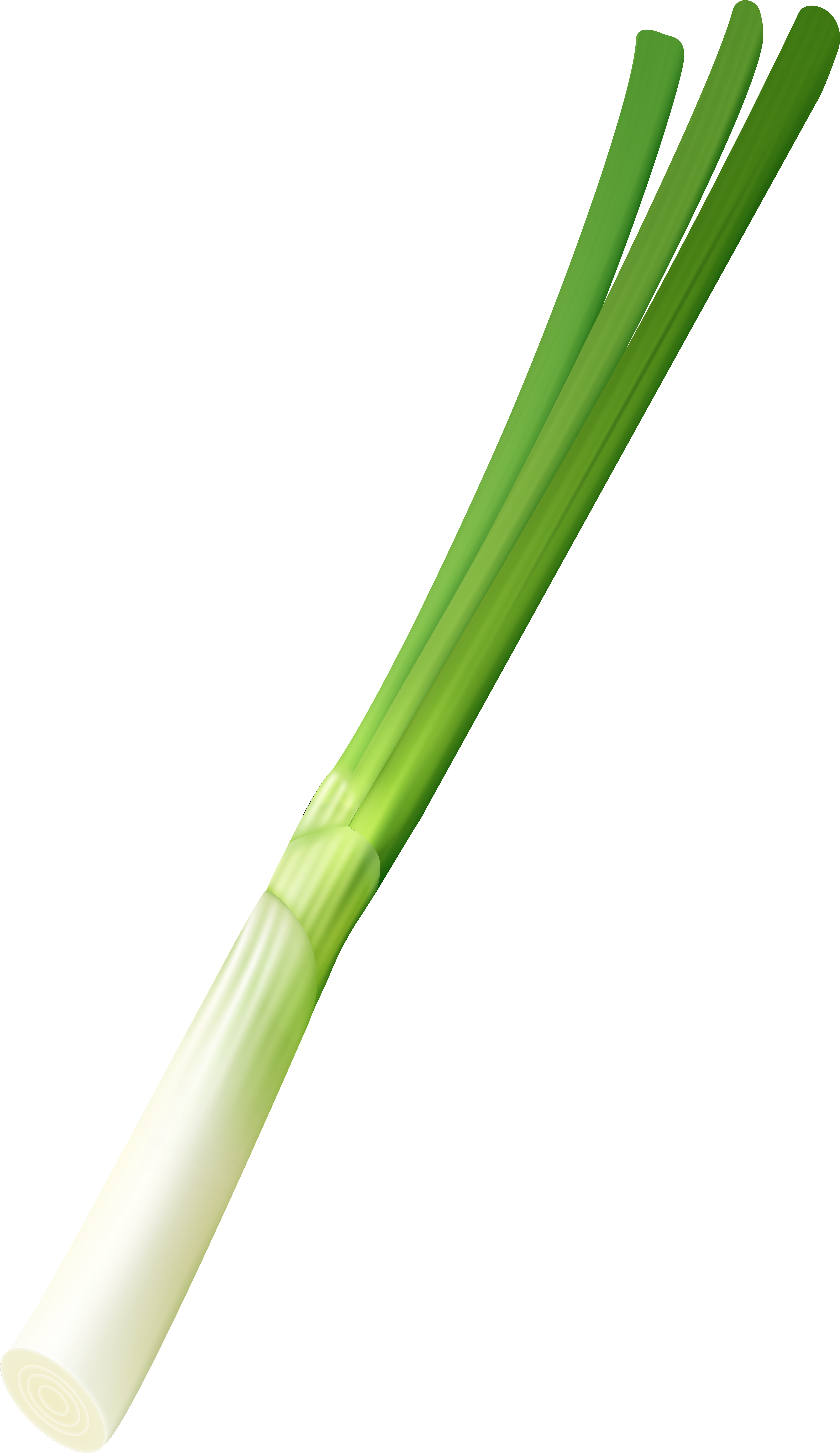 Onion Png (5681x9283), Png Download