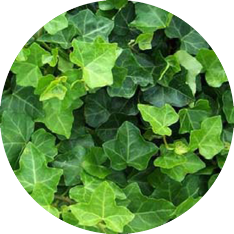 English Ivy - Ivy Poisonous To Horses (460x460), Png Download