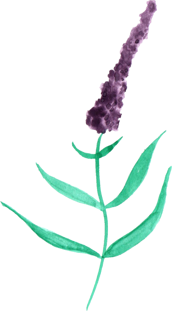 Watercolor Lavender Png Black And White - Watercolor Painting (567x1024), Png Download