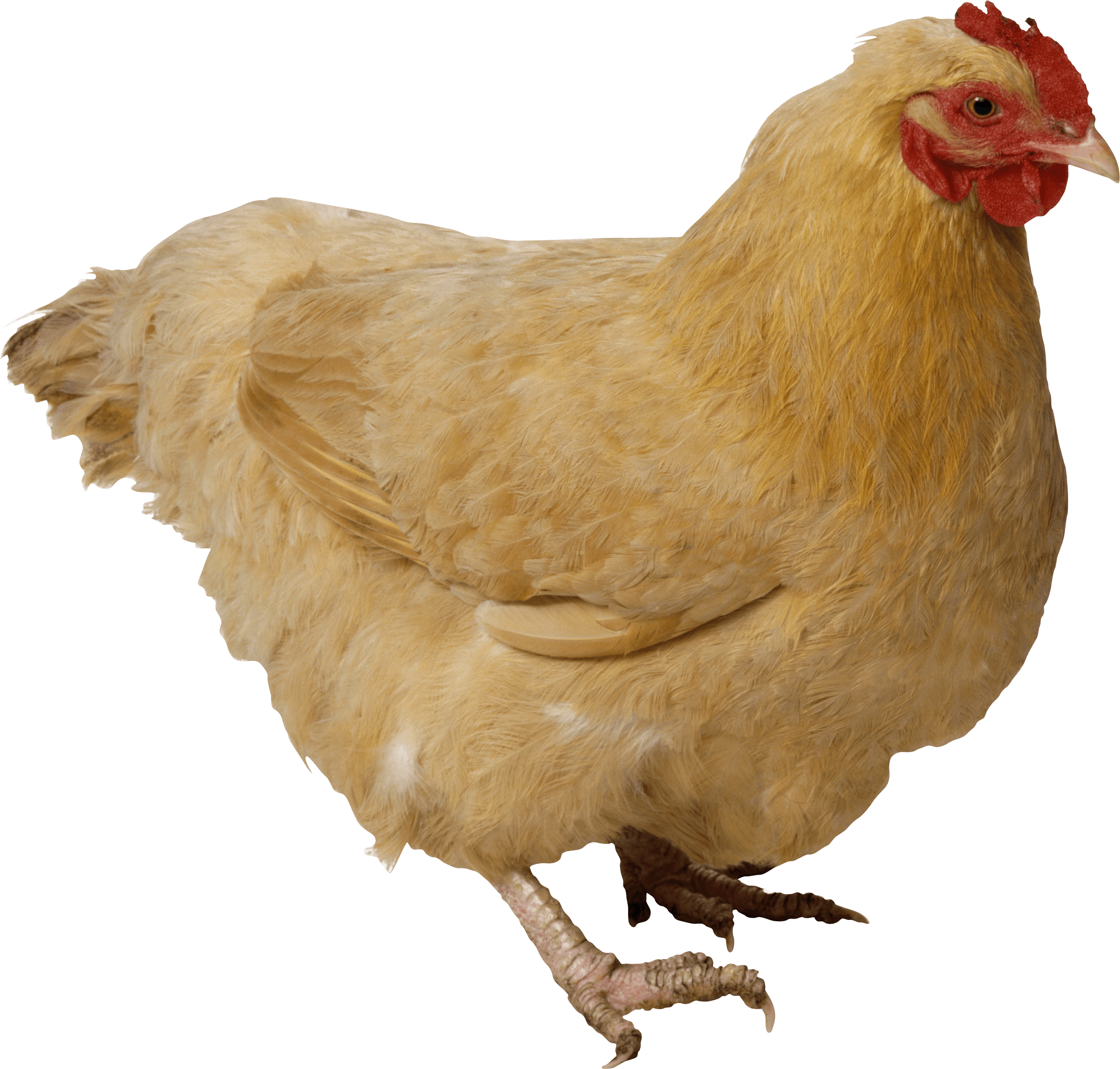 Chicken Brown - Chicken Transparent Png (2546x2431), Png Download