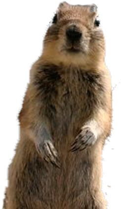 Squirrel-png - Crasher Squirrel (400x430), Png Download