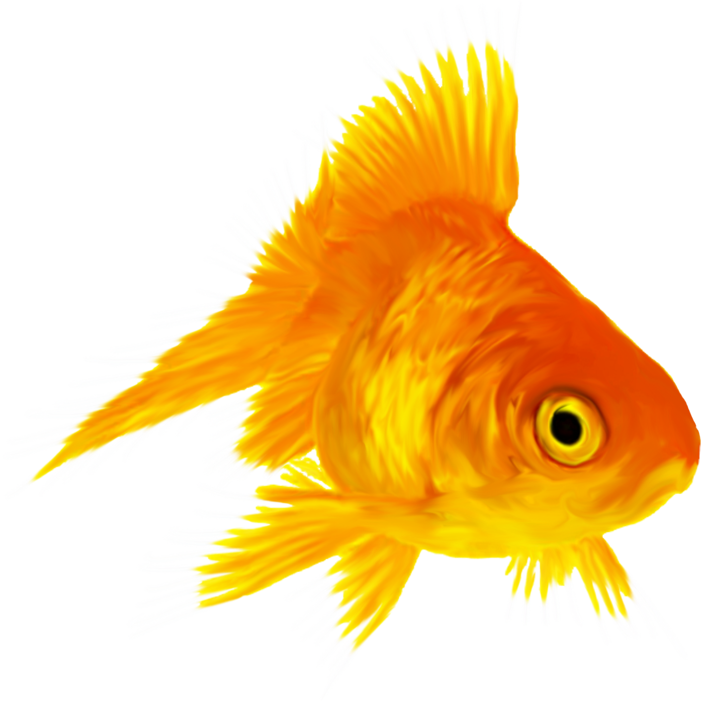 Fish (1410x1410), Png Download