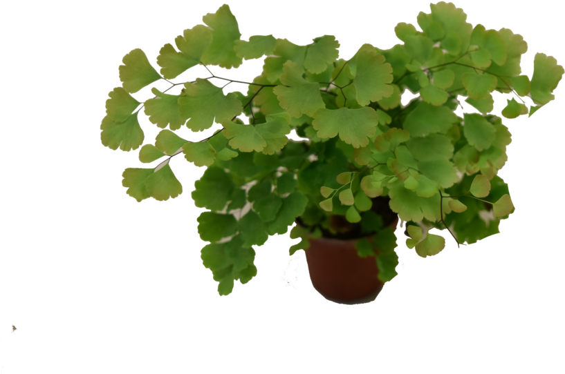 Mini Plant (1000x667), Png Download