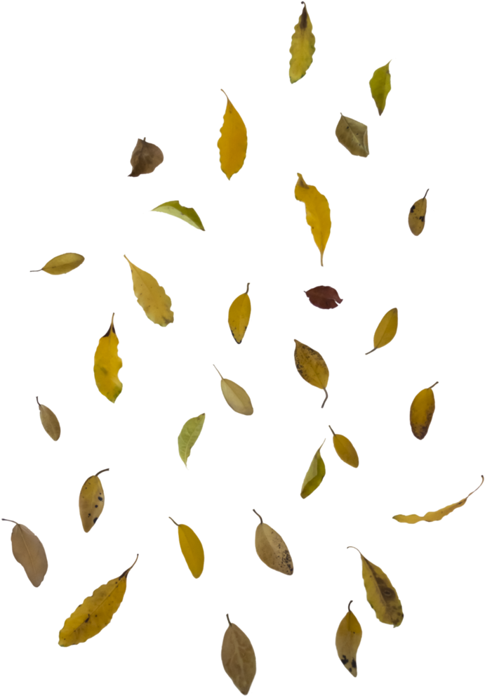Falling Leaf Overlay - Falling Leaf Overlay Png (782x1022), Png Download