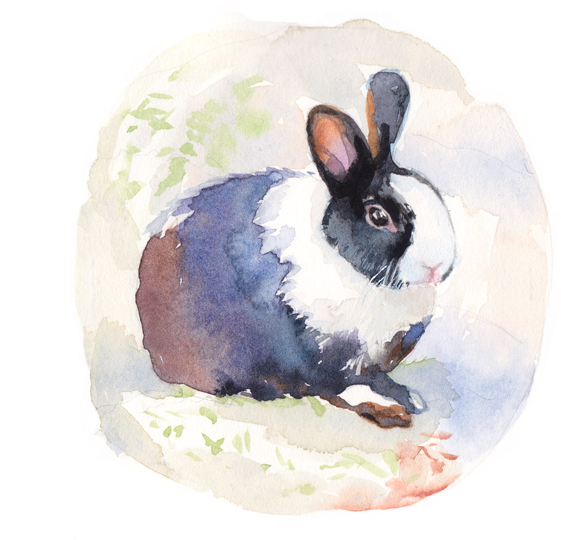 Thank You - Domestic Rabbit (1200x1328), Png Download