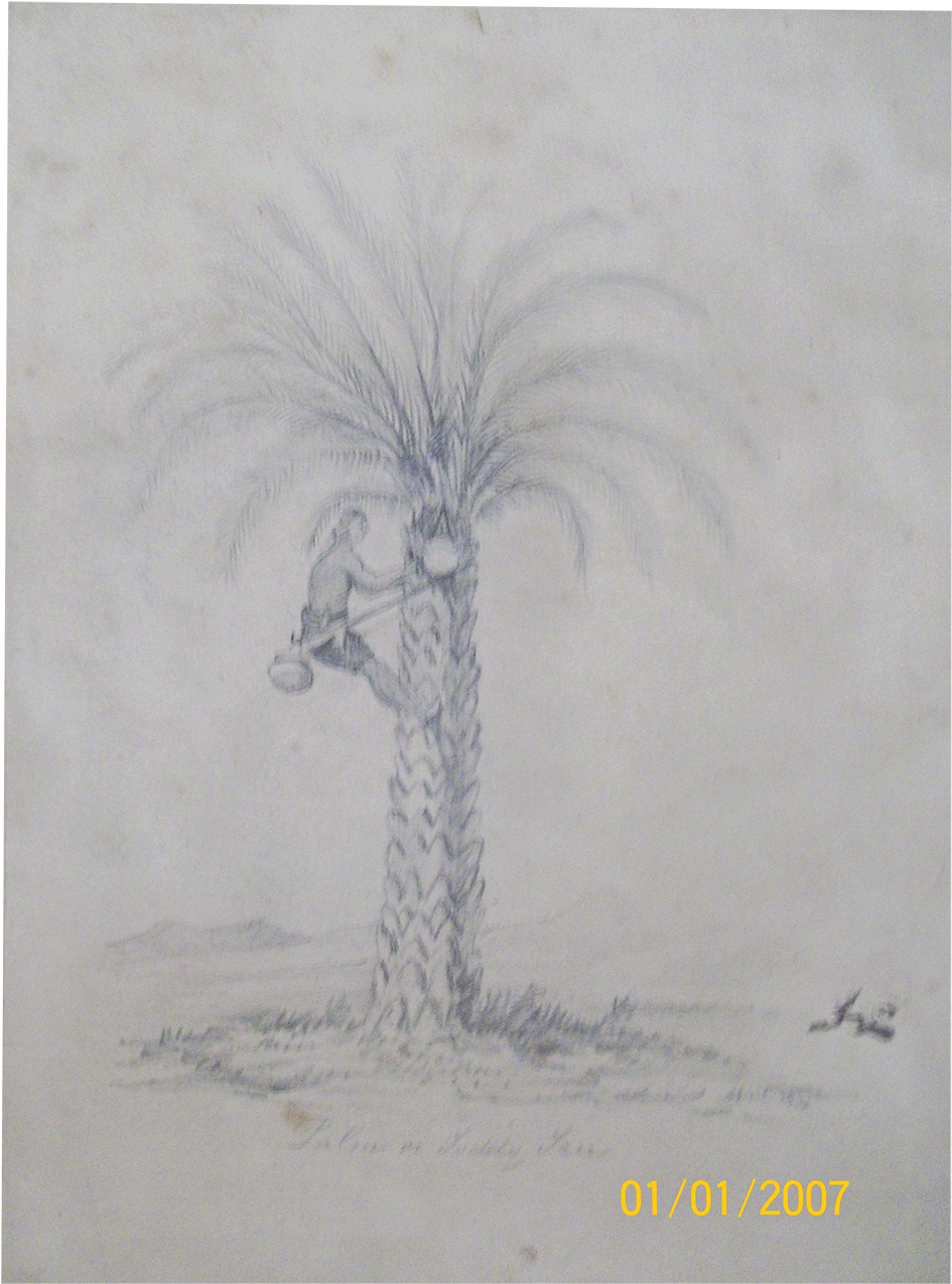 English School Drawing Of Palm Or Toddy Tree ,c - School (1400x1400), Png Download