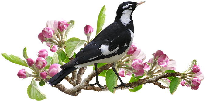 Transparent Flower And Trees (694x340), Png Download