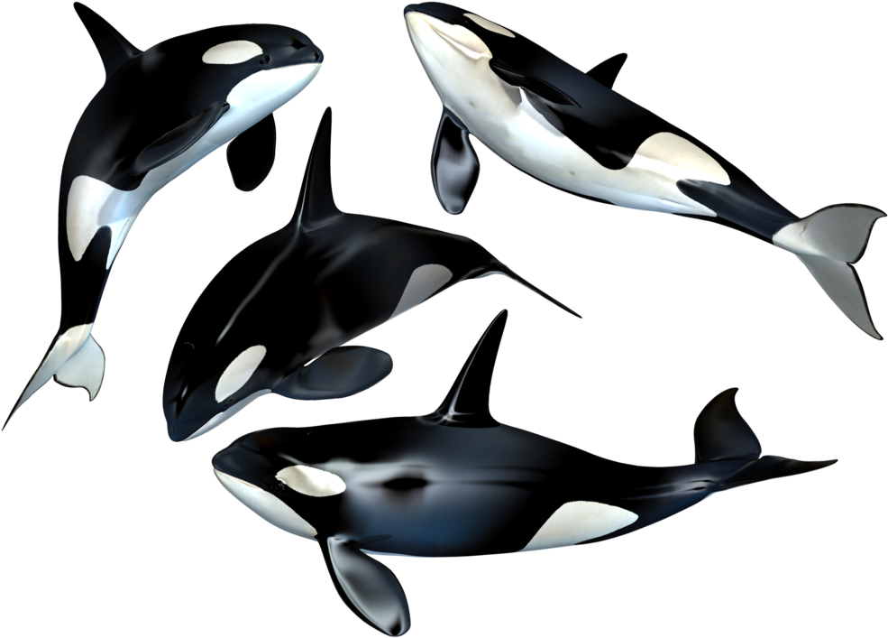 Killer Whale Png Stock By Roys-art - Whales Png (1024x747), Png Download