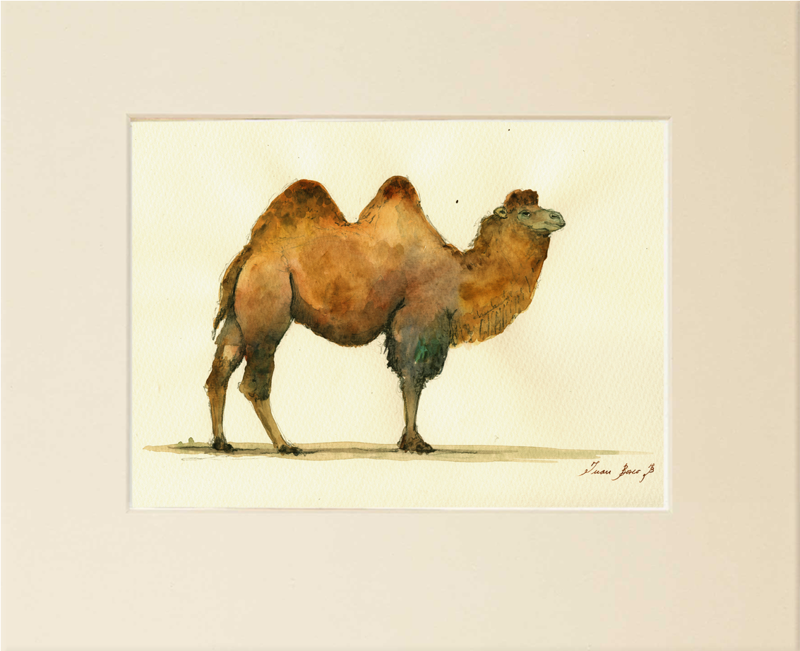 "bactrian Camel" - - Bactrian Camel Painting (1229x1017), Png Download
