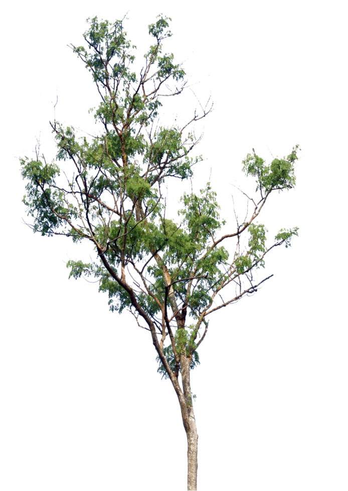 Tree Png By Blur-stock - Arboles Png Para Renders (728x1096), Png Download