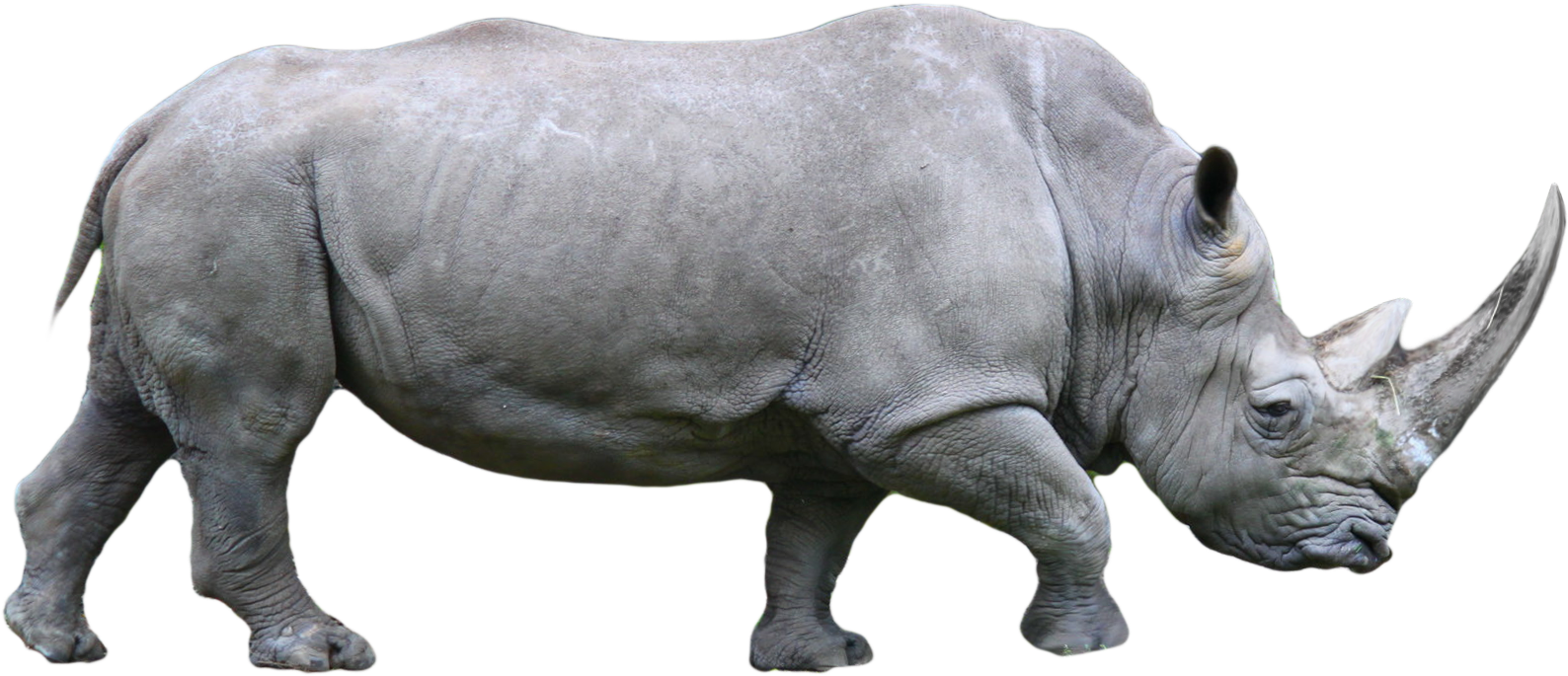Rhino Png (1700x770), Png Download