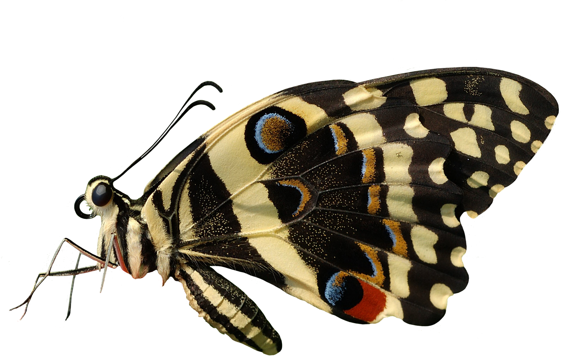 Butterfly Png (1956x1242), Png Download