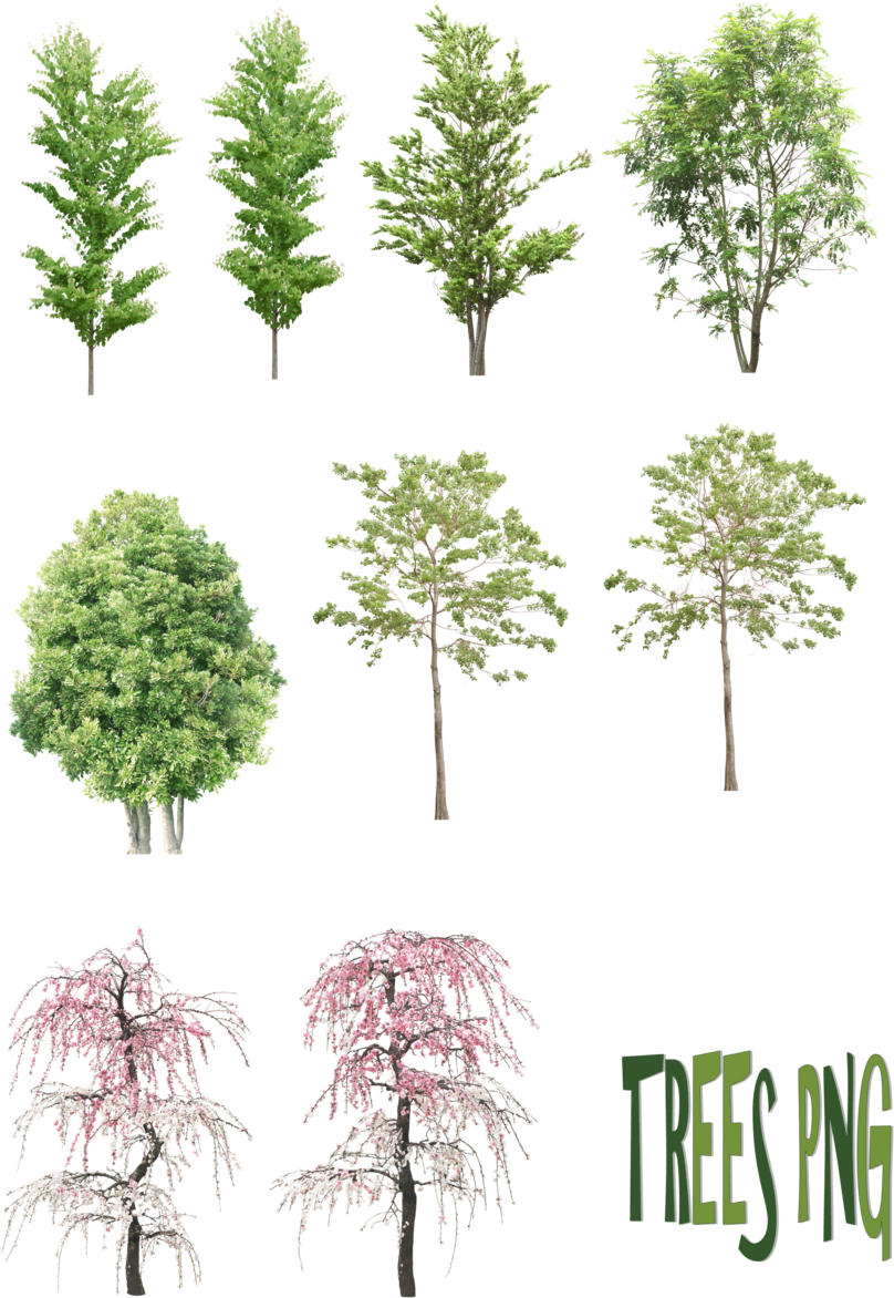 15 Pine Tree Png Drawing For Free Download On Mbtskoudsalg - Sketch Tree Png (900x1232), Png Download
