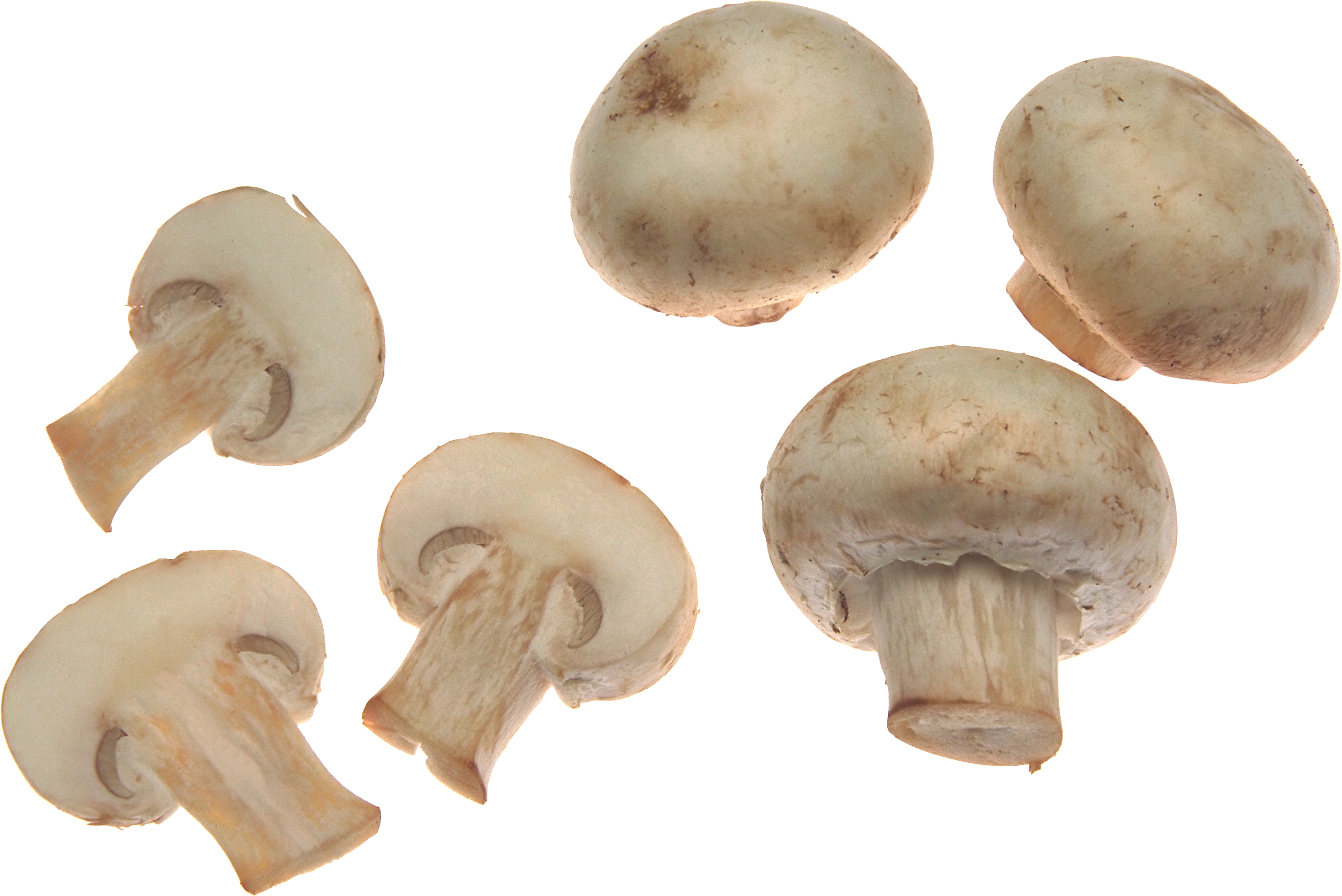 Mushroom Png (2981x1990), Png Download