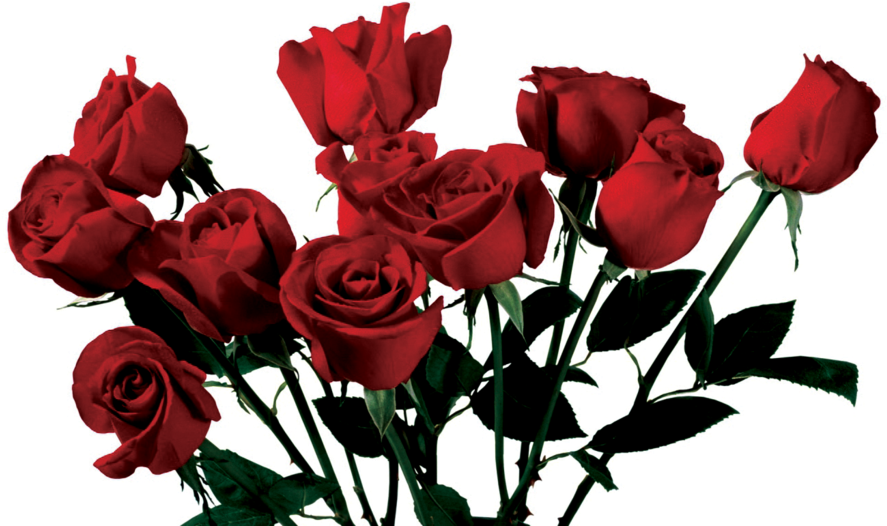 Rose Clipart Png Tumblr - Rose Aesthetic Png (894x894), Png Download