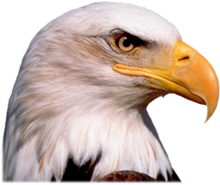Bald Eagle Head Transparent Background (550x400), Png Download