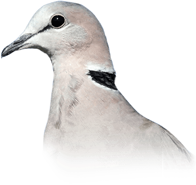 Ring-necked Dove - American Mourning Dove (410x449), Png Download