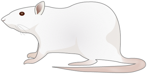 201109 Rat - Cartoon Rat Png (490x300), Png Download