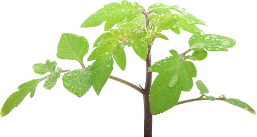 Tomato Leaf Png (506x271), Png Download