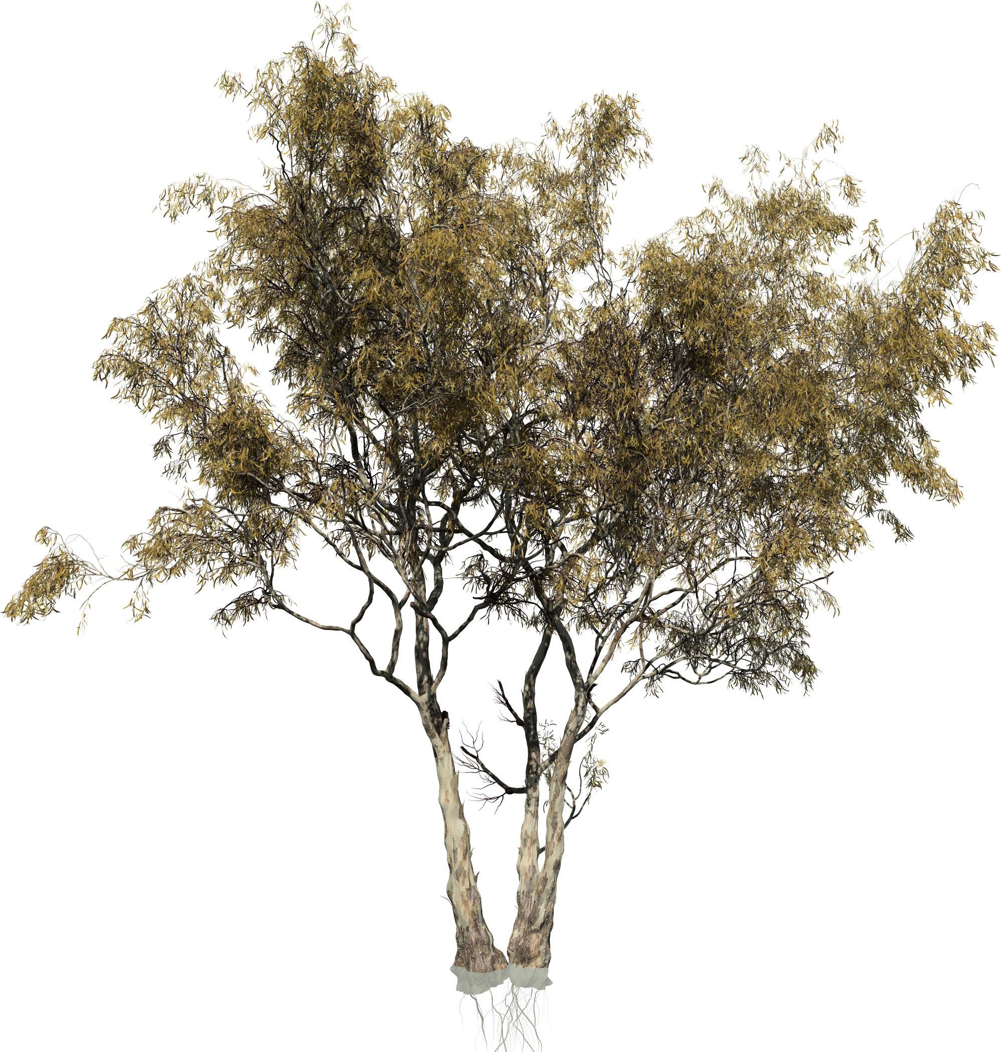 Red Gum Eucalyptus - Multi Trunk Tree Png (2500x2307), Png Download