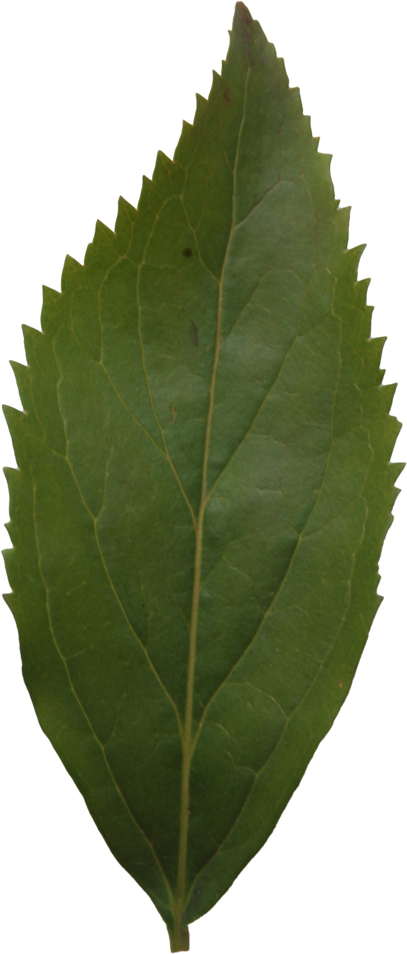 Ash Leaf Texture - Leaf (2304x3456), Png Download