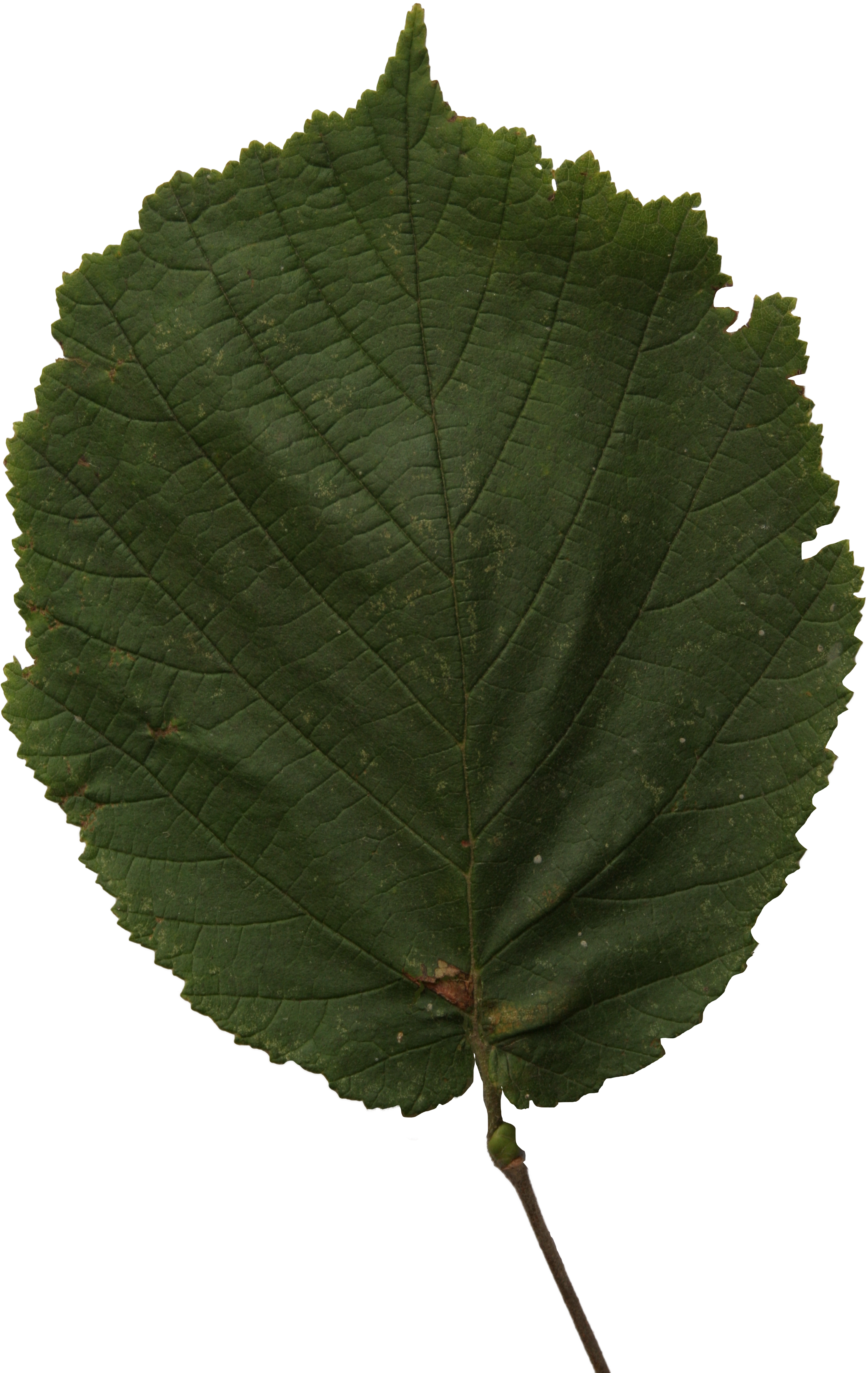 Hazel Leaf (2304x3456), Png Download