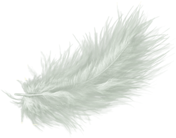 White Feather Drawing Clip Art - White Feather Png No Background (600x500), Png Download