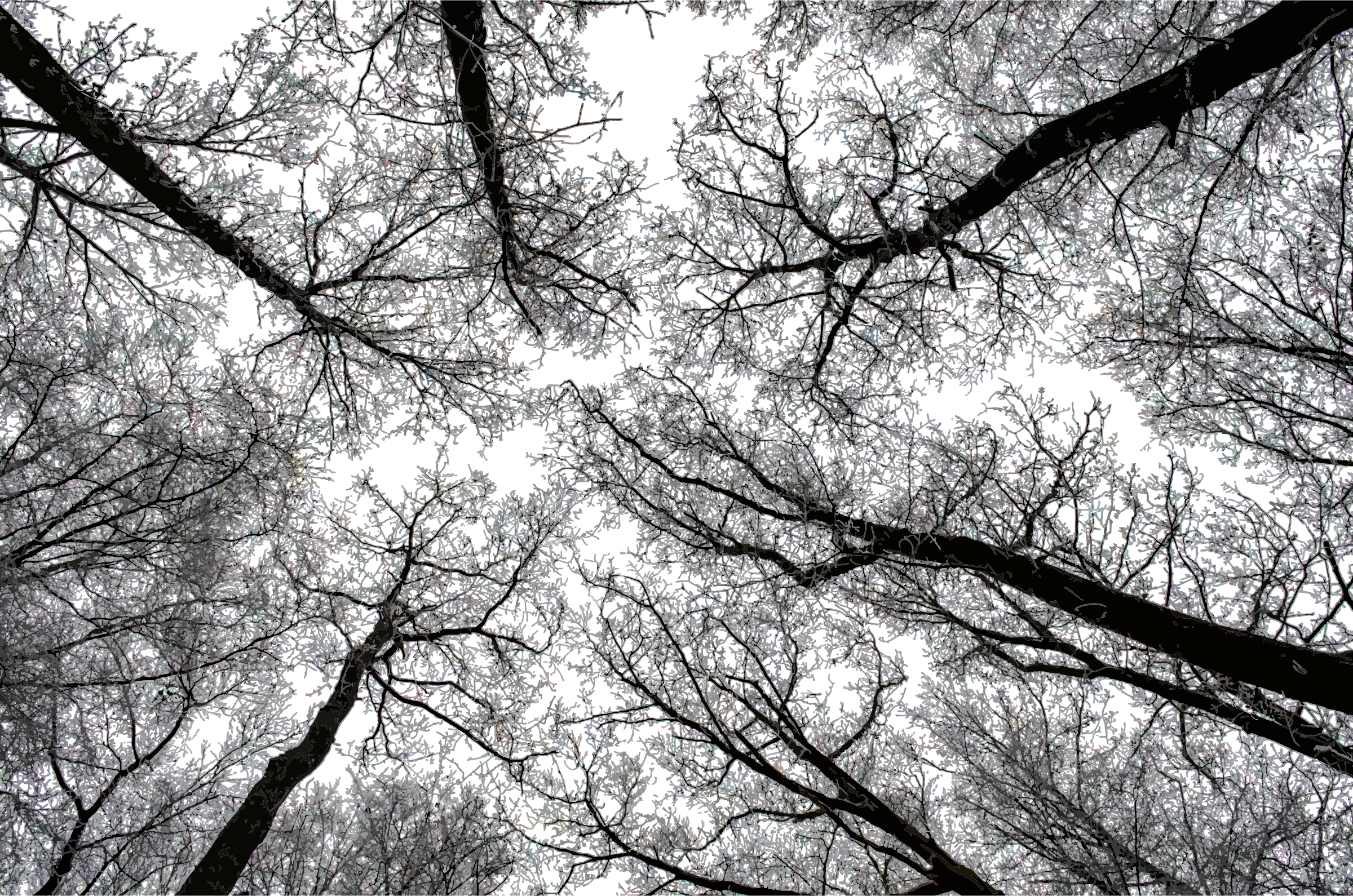 This Free Icons Png Design Of Trees Without Leaves (2400x1590), Png Download