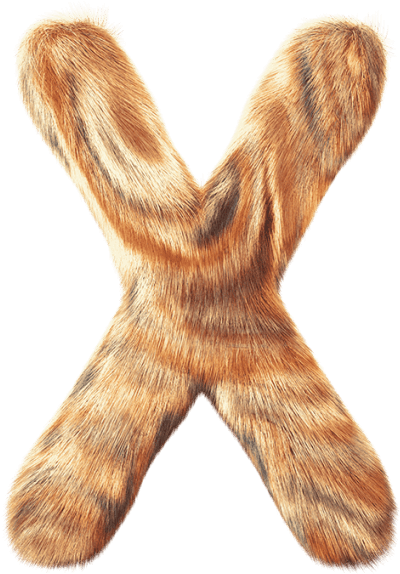 Funny Furry Font - Brown Hare (595x595), Png Download