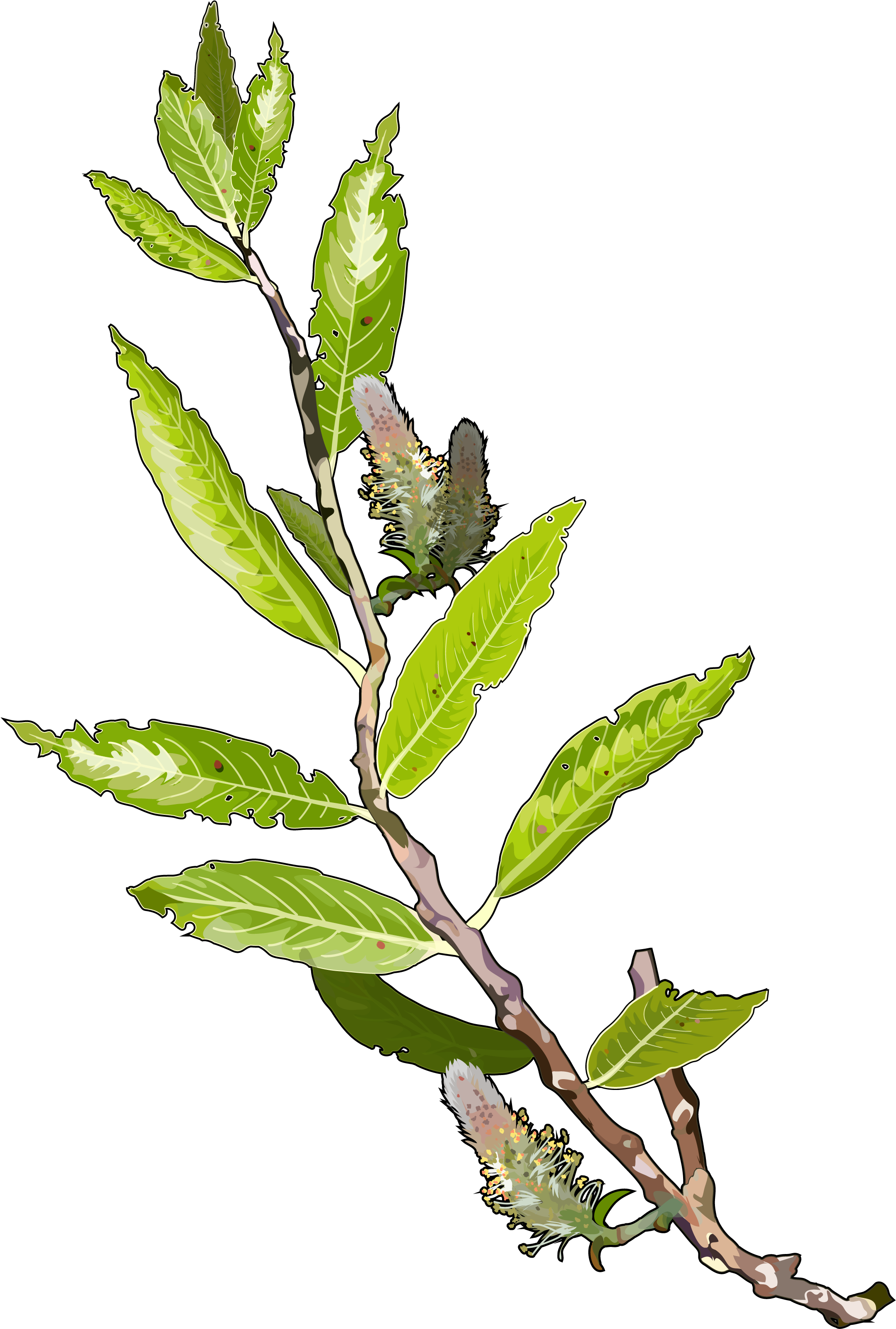 Archivo - Sauce - Algas Marinas En Png (2480x3508), Png Download