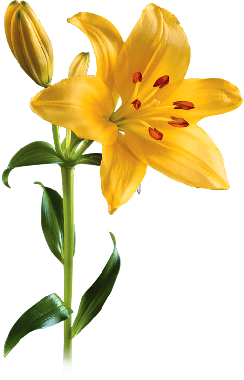 Lily Png Picture - Yellow Lily Png (500x778), Png Download