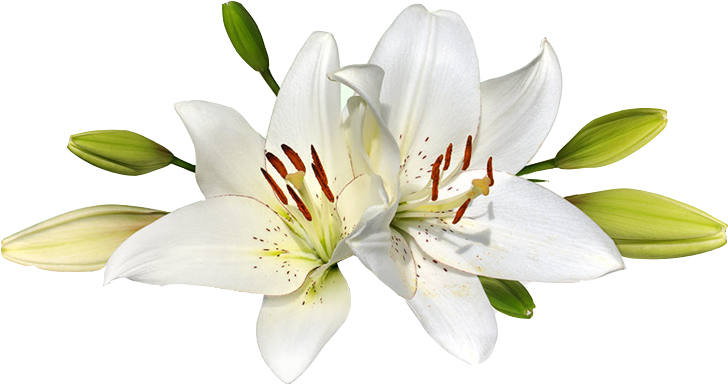 Easter Lily Png - Lily Png Transparent (874x534), Png Download
