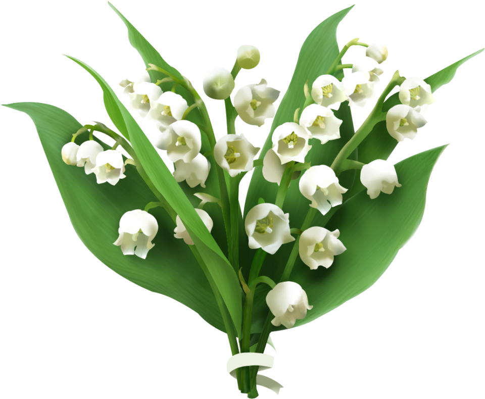 Lily Of The Valley Png Picture - Lily Of The Valley Png (1024x894), Png Download