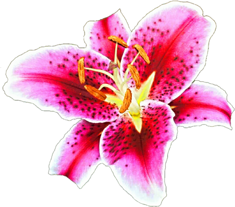 Stargazer Lily Clipart (943x848), Png Download