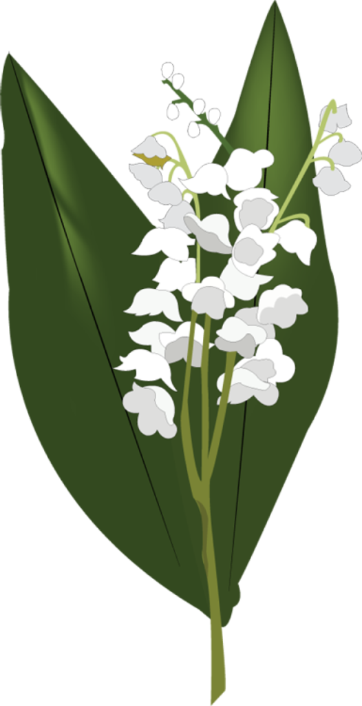 Lily Of The Valley Png Hd - Lily Of The Valley Png (526x1024), Png Download