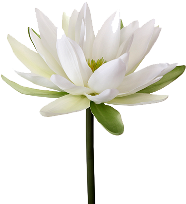 Water Lily Png Transparent Image - Water Lily Flower Png (500x500), Png Download