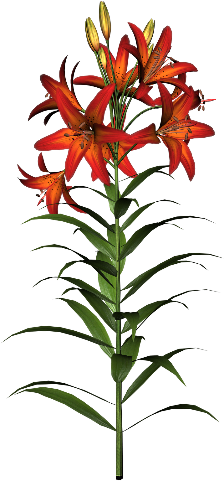 Easter Lily Clipart - Tiger Lily Flower And Stem (1132x1600), Png Download