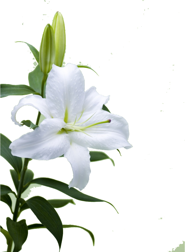 This Product Design Is Hd Lily Flower Free Illustration - Lily (1024x1024), Png Download