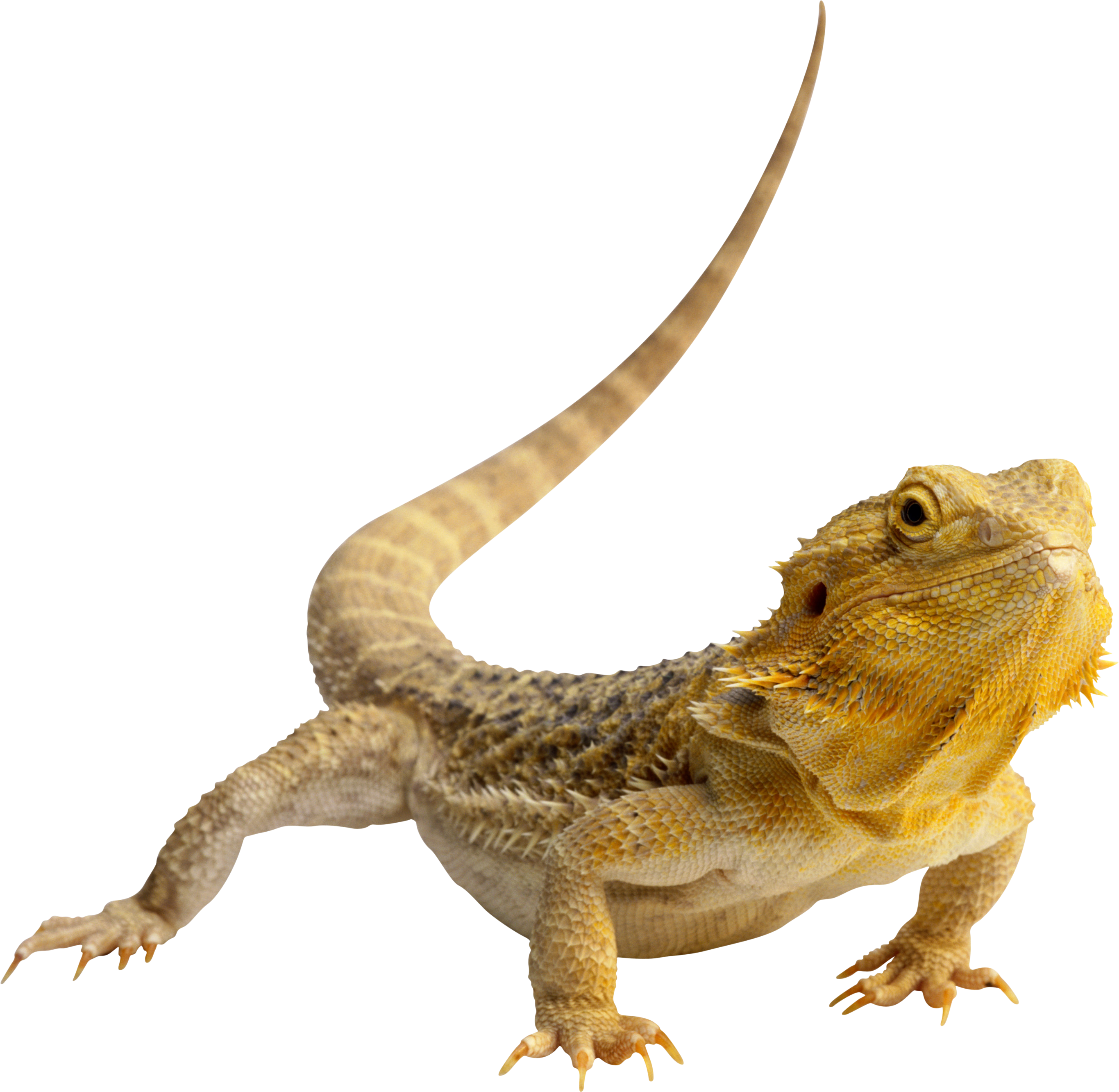 Lizard Png (2731x2664), Png Download