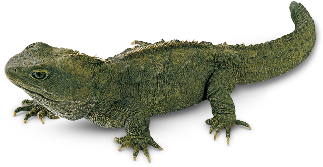 Facts About Lizards What - Tuatara Lizards (640x341), Png Download