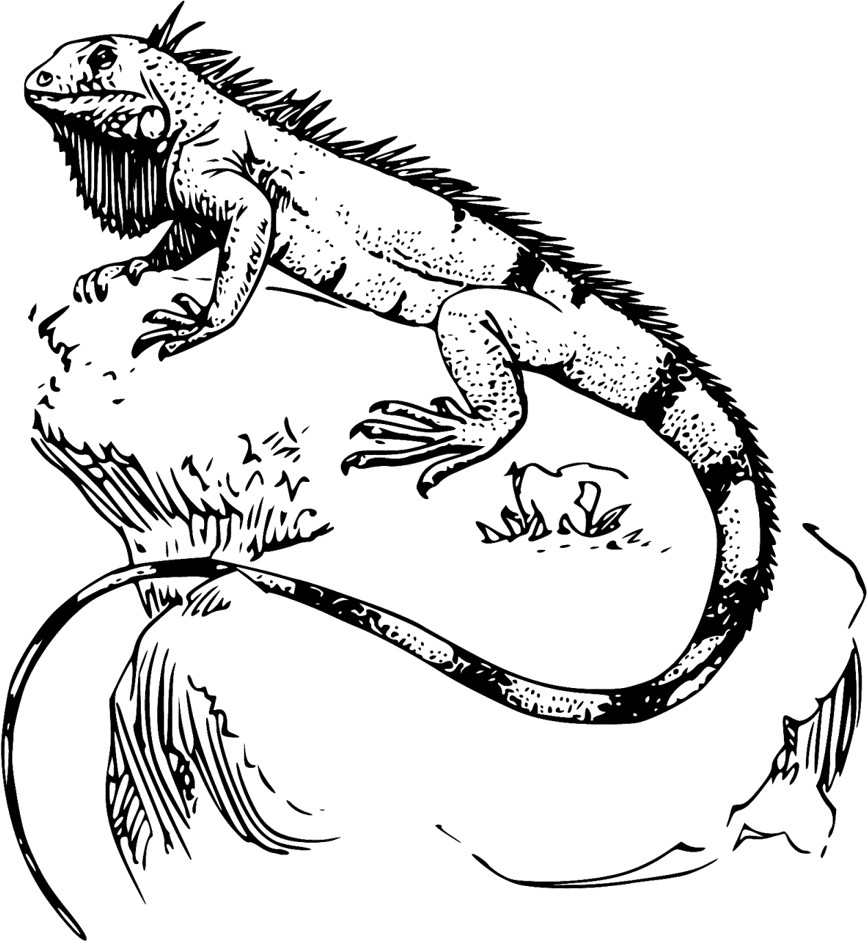 Green Iguana Reptile Transprent - Iguana Drawing (1560x1600), Png Download