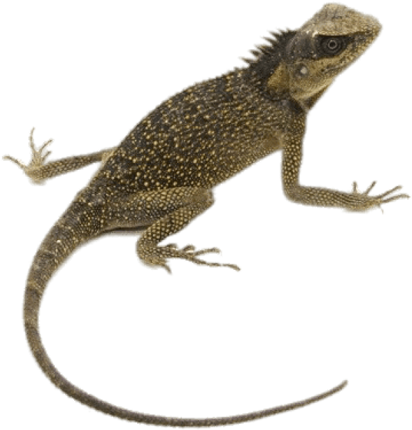 Animals - Mountain Horn Lizard (514x418), Png Download