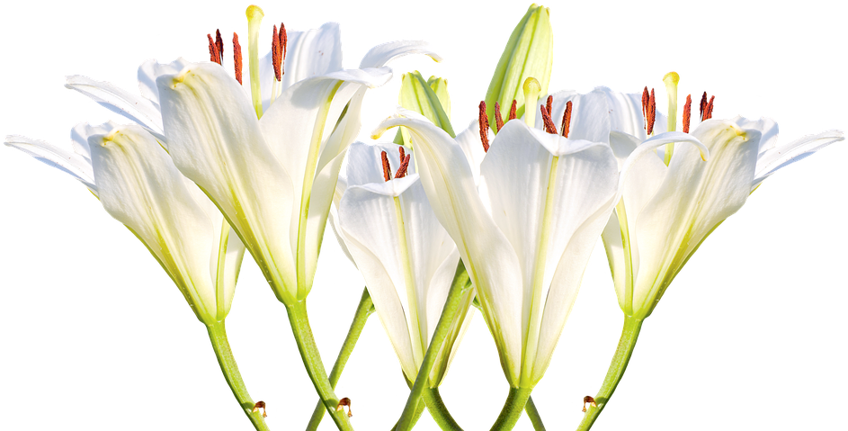 White Lily Png - Lirios Brancos Png (960x640), Png Download
