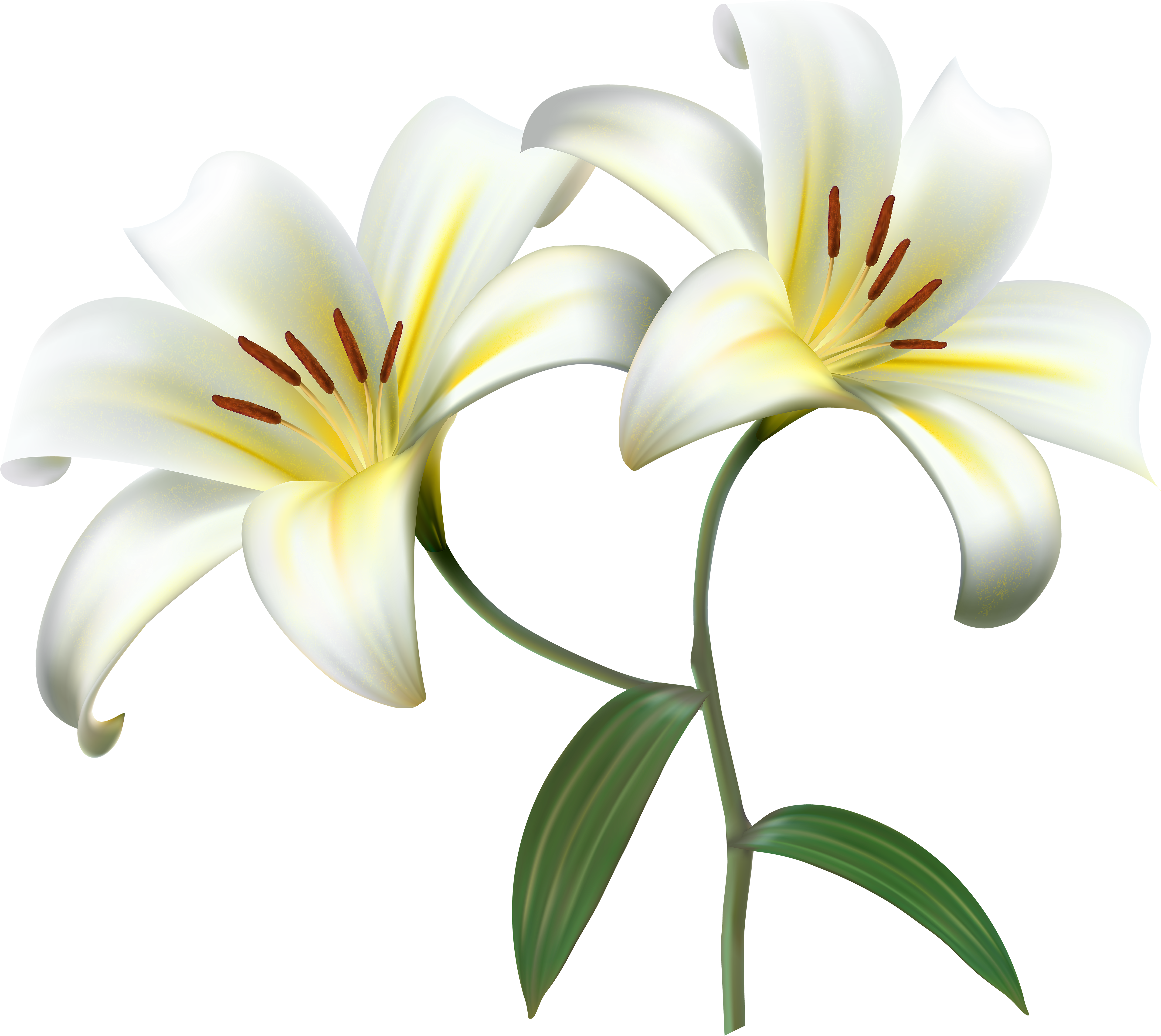 White Lilium Flower Decorative Transpa Image Gallery - Background White Lilies (5000x4494), Png Download