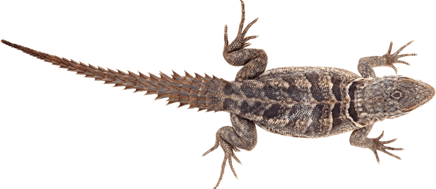 Free Png Lizard Png Pics Png Images Transparent - Chameleon Legs (850x368), Png Download