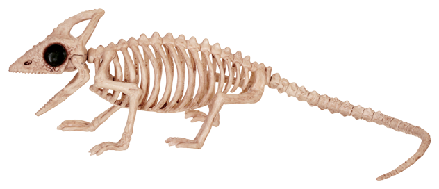 Skeleton Lizard - Skeleton Of A Lizard (650x303), Png Download